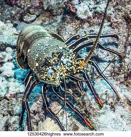 Stock Photograph - Front view of a Tufted Spiny Lobster (Panulirus penicillatus) showing its tufted legs that was photographed while scuba diving the Kona Coast; Island of Hawaii, Hawaii, United States of America. Fotosearch
