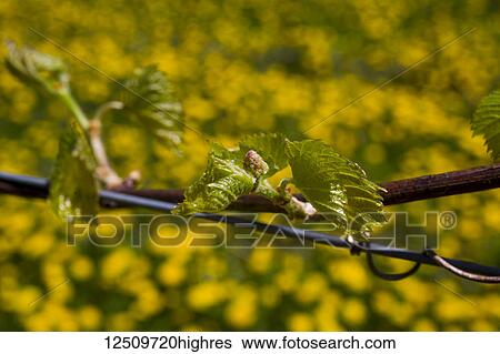 Frontenac Gris grapes growing on a vine; Shefford, Quebec, Canada View Large Photo Image Stock Photograph - Frontenac Gris grapes growing on a vine; Shefford, Quebec, Canada. Fotosearch