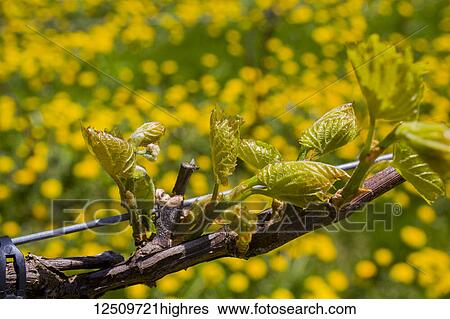Frontenac Gris grapes growing on a vine; Shefford, Quebec, Canada View Large Photo Image Stock Photograph - Frontenac Gris grapes growing on a vine; Shefford, Quebec, Canada. Fotosearch