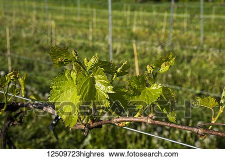 Frontenac Gris grapes growing on a vine; Shefford, Quebec, Canada View Large Photo Image Stock Photograph - Frontenac Gris grapes growing on a vine; Shefford, Quebec, Canada. Fotosearch