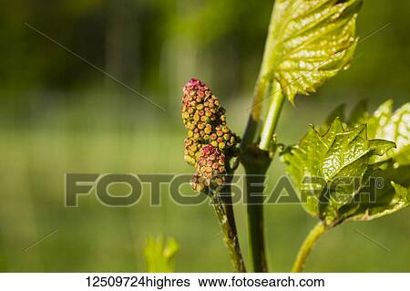 Frontenac Gris grapes growing on a vine; Shefford, Quebec, Canada View Large Photo Image Stock Photograph - Frontenac Gris grapes growing on a vine; Shefford, Quebec, Canada. Fotosearch