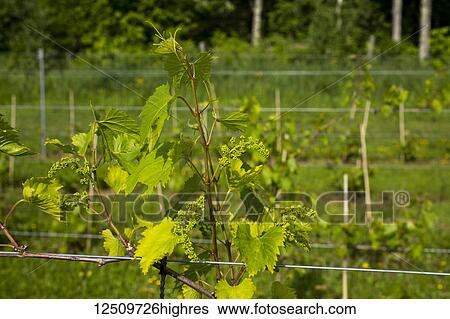 Frontenac Gris grapes growing on a vine; Shefford, Quebec, Canada View Large Photo Image Stock Photograph - Frontenac Gris grapes growing on a vine; Shefford, Quebec, Canada. Fotosearch