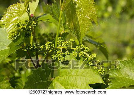 Frontenac Gris grapes growing on a vine; Shefford, Quebec, Canada View Large Photo Image Stock Photograph - Frontenac Gris grapes growing on a vine; Shefford, Quebec, Canada. Fotosearch
