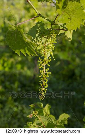 Frontenac Gris grapes growing on a vine; Shefford, Quebec, Canada View Large Photo Image Stock Photograph - Frontenac Gris grapes growing on a vine; Shefford, Quebec, Canada. Fotosearch