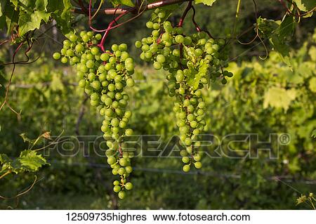 Stock Photograph - Frontenac Gris grapes growing on a vine; Shefford, Quebec, Canada. Fotosearch