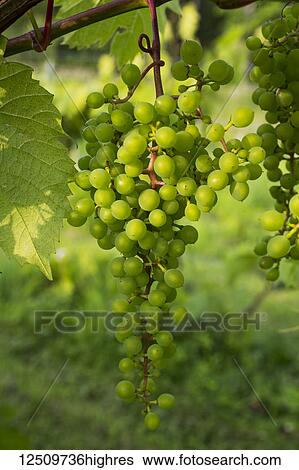 Frontenac Gris grapes growing on a vine; Shefford, Quebec, Canada View Large Photo Image Stock Photograph - Frontenac Gris grapes growing on a vine; Shefford, Quebec, Canada. Fotosearch