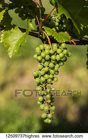 Frontenac Gris grapes growing on a vine; Shefford, Quebec, Canada View Large Photo Image Stock Photograph - Frontenac Gris grapes growing on a vine; Shefford, Quebec, Canada. Fotosearch