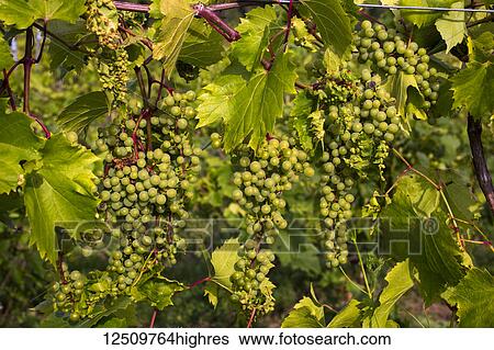 Stock Photograph - Frontenac Gris grapes growing on a vine; Shefford, Quebec, Canada. Fotosearch