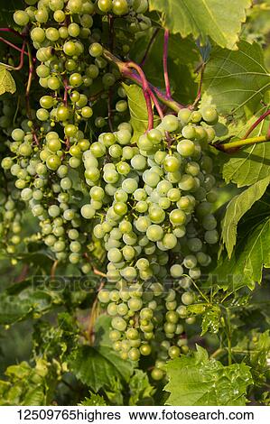 Frontenac Gris grapes growing on a vine; Shefford, Quebec, Canada View Large Photo Image Stock Photograph - Frontenac Gris grapes growing on a vine; Shefford, Quebec, Canada. Fotosearch