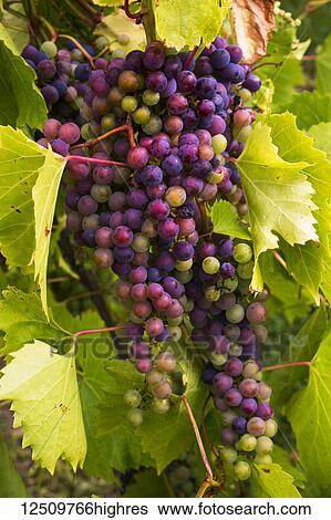 Stock Photograph - Frontenac Gris grapes growing on a vine; Shefford, Quebec, Canada. Fotosearch