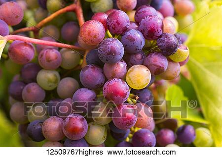 Frontenac Gris grapes growing on a vine; Shefford, Quebec, Canada View Large Photo Image Stock Photograph - Frontenac Gris grapes growing on a vine; Shefford, Quebec, Canada. Fotosearch