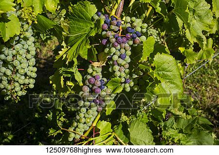 Frontenac Gris grapes growing on a vine; Shefford, Quebec, Canada View Large Photo Image Stock Photograph - Frontenac Gris grapes growing on a vine; Shefford, Quebec, Canada. Fotosearch