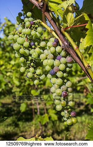 Frontenac Gris grapes growing on a vine; Shefford, Quebec, Canada View Large Photo Image Stock Photograph - Frontenac Gris grapes growing on a vine; Shefford, Quebec, Canada. Fotosearch