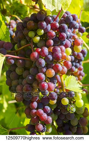 Stock Photograph - Frontenac Gris grapes growing on a vine; Shefford, Quebec, Canada. Fotosearch