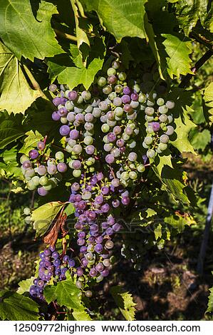 Stock Photograph - Frontenac Gris grapes growing on a vine; Shefford, Quebec, Canada. Fotosearch
