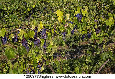 Frontenac Gris grapes growing on a vine; Shefford, Quebec, Canada View Large Photo Image Stock Photograph - Frontenac Gris grapes growing on a vine; Shefford, Quebec, Canada. Fotosearch