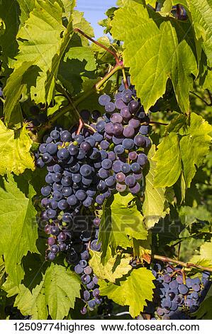 Stock Photograph - Frontenac Gris grapes growing on a vine; Shefford, Quebec, Canada. Fotosearch