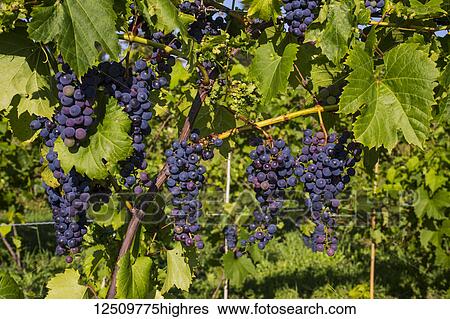 Frontenac Gris grapes growing on a vine; Shefford, Quebec, Canada View Large Photo Image Stock Photograph - Frontenac Gris grapes growing on a vine; Shefford, Quebec, Canada. Fotosearch