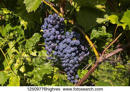 Frontenac Gris grapes growing on a vine; Shefford, Quebec, Canada View Large Photo Image Stock Photograph - Frontenac Gris grapes growing on a vine; Shefford, Quebec, Canada. Fotosearch