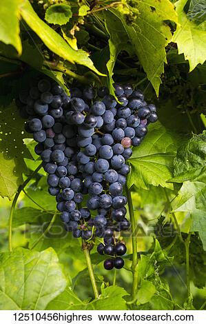 Frontenac Noir grapes on a vine; Shefford, Quebec, Canada View Large Photo Image Stock Photograph - Frontenac Noir grapes on a vine; Shefford, Quebec, Canada. Fotosearch