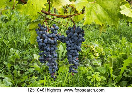 Stock Photograph - Frontenac Noir grapes on a vine; Shefford, Quebec, Canada. Fotosearch