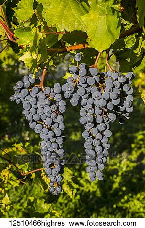 Frontenac Noir grapes on a vine; Shefford, Quebec, Canada View Large Photo Image Stock Photograph - Frontenac Noir grapes on a vine; Shefford, Quebec, Canada. Fotosearch