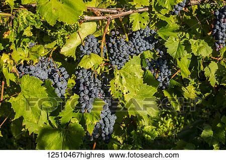 Frontenac Noir grapes on a vine; Shefford, Quebec, Canada View Large Photo Image Stock Photograph - Frontenac Noir grapes on a vine; Shefford, Quebec, Canada. Fotosearch