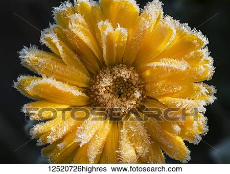 Stock Photograph - Frost coats the petals of a Calendula blossom; Astoria, Oregon, United States of America. Fotosearch