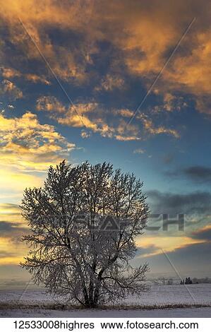 Stock Photograph - Frosted tree in snow-covered field at sunset with colourful clouds and blue sky; Alberta, Canada. Fotosearch