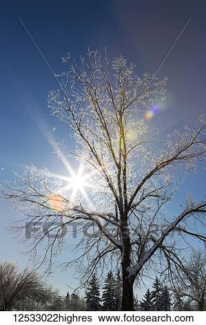 Frosted tree with sunburst and blue sky; Calgary, Alberta, Canada View Large Photo Image Stock Photograph - Frosted tree with sunburst and blue sky; Calgary, Alberta, Canada. Fotosearch