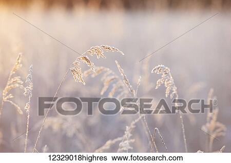 Stock Photograph - Frosty tall grasses, Kachemak Bay; Homer, Alaska, United States of America. Fotosearch