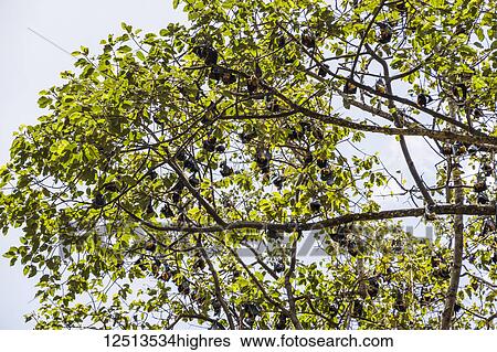 Stock Photograph - Fruit bats in a tree; Siem Reap, Cambodia. Fotosearch