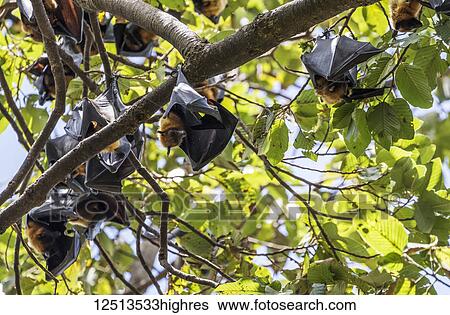 Fruit bats in trees; Siem Reap, Cambodia View Large Photo Image Stock Photograph - Fruit bats in trees; Siem Reap, Cambodia. Fotosearch