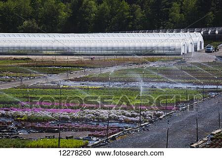 Garden nursery; St. Paul D'abbotsford, Quebec, Canada View Large Photo Image Stock Image - Garden nursery; St. Paul D'abbotsford, Quebec, Canada. Fotosearch
