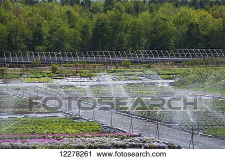 Garden nursery; St. Paul D'abbotsford, Quebec, Canada View Large Photo Image Stock Image - Garden nursery; St. Paul D'abbotsford, Quebec, Canada. Fotosearch