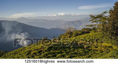 Stock Photograph - Glenburn is a heavenly little tea plantation retreat that lies on a hillock above the banks of the River Rungeet, high in the Himalayas, overlooked by the mighty Kanchenjunga mountain range, Tukdh Tea Garden; Darjeeling, West Bengal, India. Fotosearch
