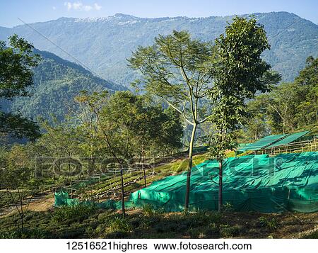 Stock Photograph - Glenburn is a heavenly little tea plantation retreat that lies on a hillock above the banks of the River Rungeet, high in the Himalayas; West Bengal, India. Fotosearch