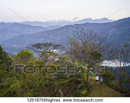 Stock Photograph - Glenburn tea plantation and estate, a heavenly little plantation retreat that lies on a hillock above the banks of the River Rungeet, high in the Himalayas, overlooked by the mighty Kanchenjunga mountain range, Darjeeling; West Bengal, India. Fotosearch