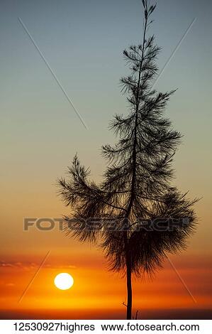 Stock Photograph - Glowing sunset behind the silhouette of an Ironwood tree, Kohala mountain; Island of Hawaii, Hawaii, United States of America. Fotosearch