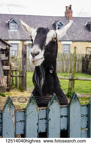 Goat peering over a blue painted fence; Beamish, County Durham, England View Large Photo Image Stock Photograph - Goat peering over a blue painted fence; Beamish, County Durham, England. Fotosearch