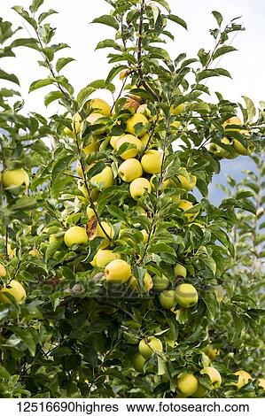 Stock Photograph - Golden apples on a tree; Caldaro, Bolzano, Italy. Fotosearch