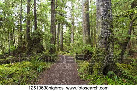 Golden Spruce Trail, Port Clement; Haida Gwaii, British Columbia, Canada View Large Photo Image Stock Photograph - Golden Spruce Trail, Port Clement; Haida Gwaii, British Columbia, Canada. Fotosearch