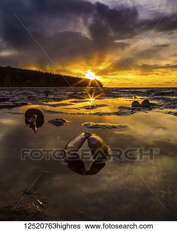 Stock Photograph - Golden sunlight illuminates the sky at sunset and reflects in the shallow waters along the coastline with an open clam shell in the foreground; Vancouver, British Columbia, Canada. Fotosearch