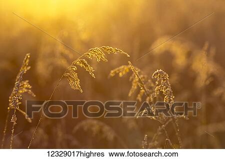 Stock Photograph - Golden sunlight illuminating tall grasses, Kachemak Bay; Homer, Alaska, United States of America. Fotosearch