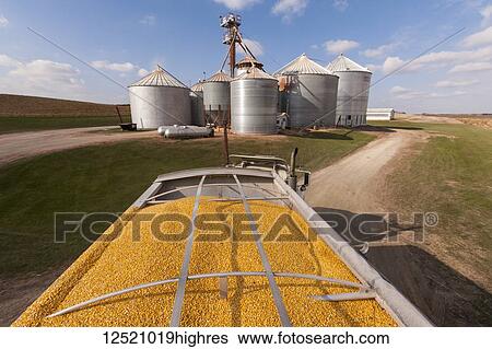 Grain truck loaded with corn at grain dryer and bin complex during corn harvest, near Nerstrand; Minnesota, United States of America View Large Photo Image Stock Photograph - Grain truck loaded with corn at grain dryer and bin complex during corn harvest, near Nerstrand; Minnesota, United States of America. Fotosearch