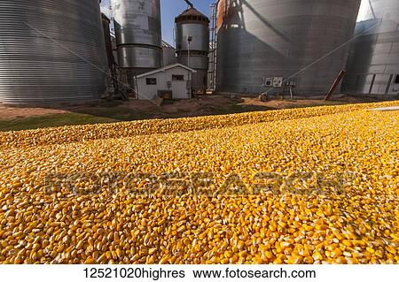 Stock Photograph - Grain truck loaded with corn at grain dryer and bin complex during corn harvest, near Nerstrand; Minnesota, United States of America. Fotosearch