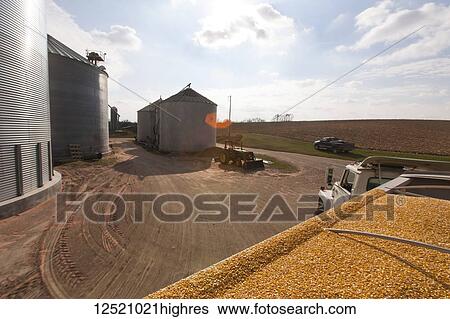 Grain truck loaded with corn at grain dryer and bin complex during corn harvest, near Nerstrand; Minnesota, United States of America View Large Photo Image Stock Photograph - Grain truck loaded with corn at grain dryer and bin complex during corn harvest, near Nerstrand; Minnesota, United States of America. Fotosearch