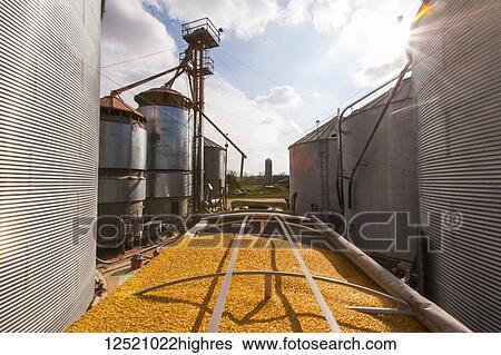Stock Photograph - Grain truck loaded with corn at grain dryer and bin complex during corn harvest, near Nerstrand; Minnesota, United States of America. Fotosearch