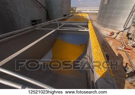 Stock Photograph - Grain truck loaded with corn at grain dryer and bin complex during corn harvest, near Nerstrand; Minnesota, United States of America. Fotosearch