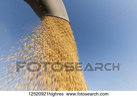 Grain wagon offloading soybeans into a truck with blue sky in the background; Minnesota, United States of America View Large Photo Image Stock Photograph - Grain wagon offloading soybeans into a truck with blue sky in the background; Minnesota, United States of America. Fotosearch